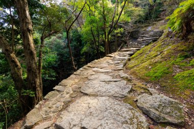 Ormanda Combblestone yolu