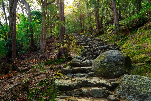 Combblestone Path i skogen — Stockfoto