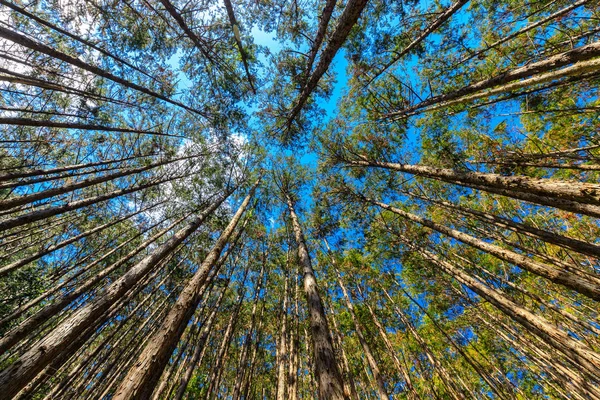 Japanischer Zypressenwald — Stockfoto