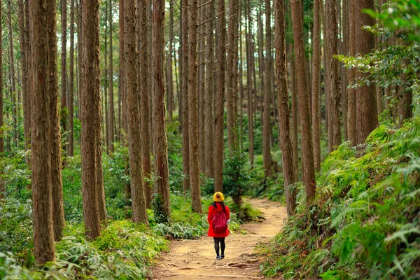 日本の背の高いヒノキの森でトレッキング — ストック写真