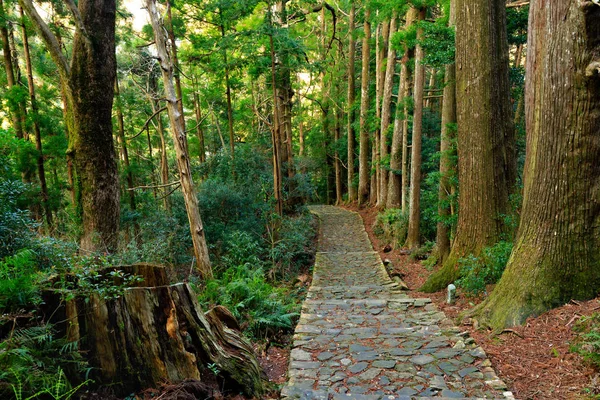 Trail i Giant Cypress Forest — Stockfoto