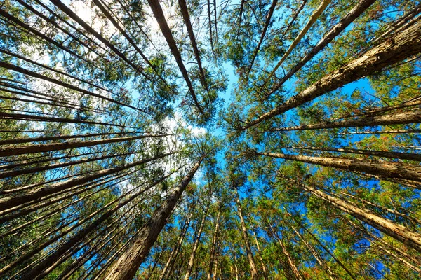 Cipreste japonês floresta — Fotografia de Stock