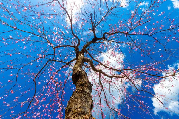 Pembe kiraz ağacı çiçeklenme — Stok fotoğraf