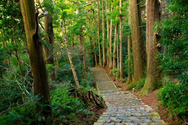 Trail i Giant Cypress Forest — Stockfoto