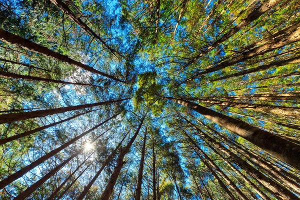 Japanischer Zypressenwald — Stockfoto
