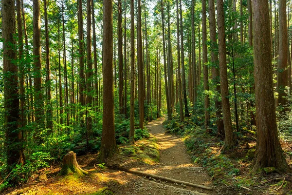 Vackra japanska skogen — Stockfoto