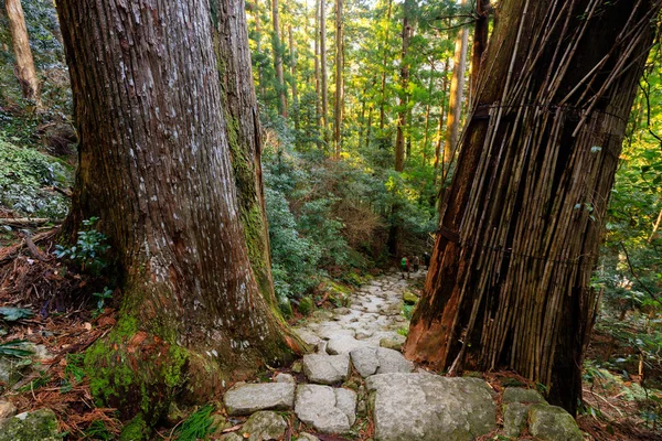 Jätte Cypress träd — Stockfoto