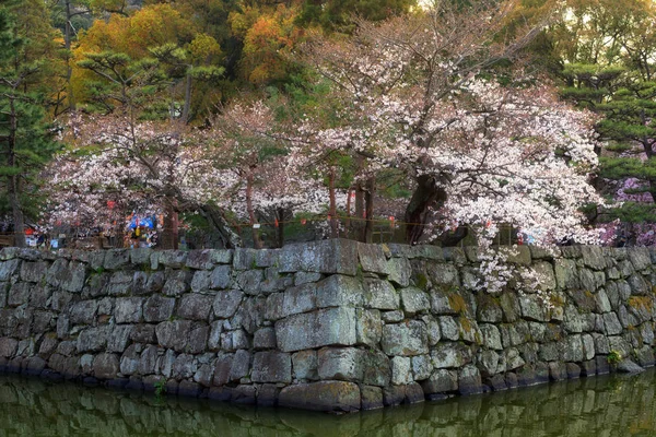 Kirschbäume Blumen und alte Steinmauer — Stockfoto