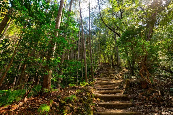 Vackra japanska skogen — Stockfoto