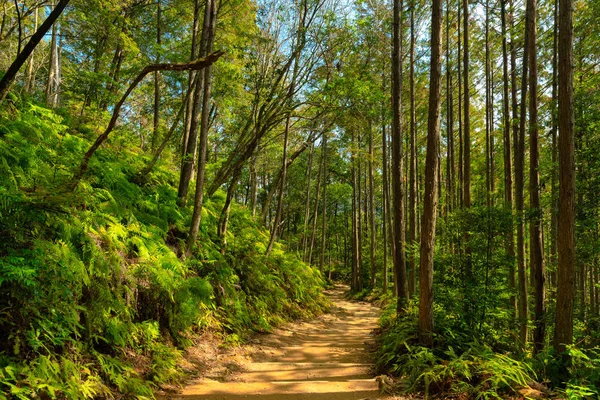 美丽的日本森林 — 图库照片