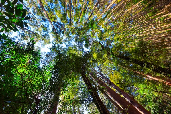 Forêt de montagne japonaise — Photo