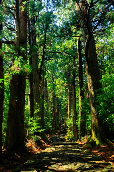 Trilha na floresta de cipreste gigante — Fotografia de Stock