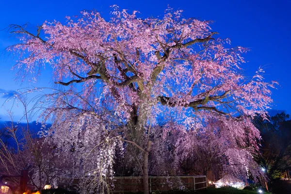 Old and huge cherry tree blossom — Stock Photo, Image