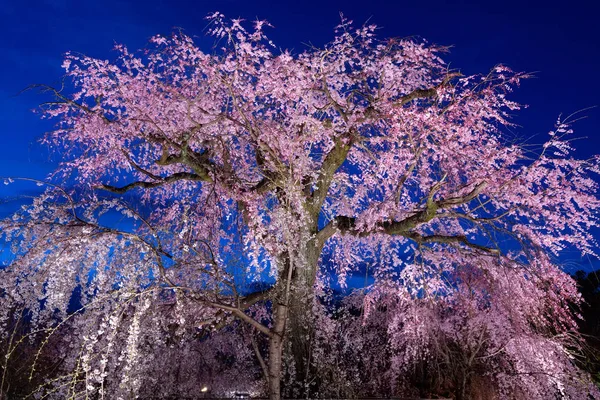 Gamle kirsebærtrær blomstrer i Japan – stockfoto