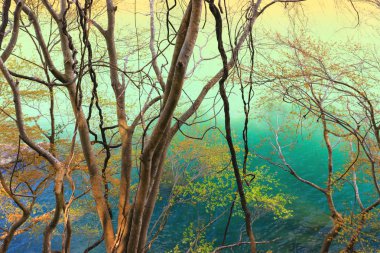 Karışık sarmaşıklar ve ağaçlar