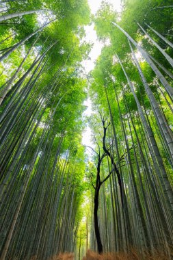 Japon bambu ormanı