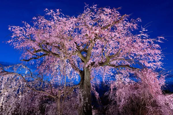 Japonya 'da eski kiraz ağacı çiçeği — Stok fotoğraf