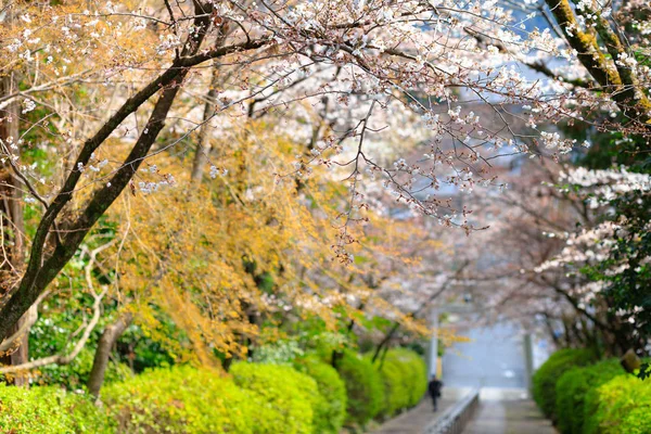 Japon Bahar renkleri — Stok fotoğraf