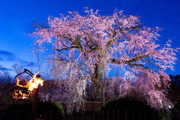 Gamla körsbärsträd blommar i Japan — Stockfoto