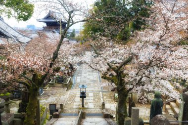 Japon mezarlığında bahar