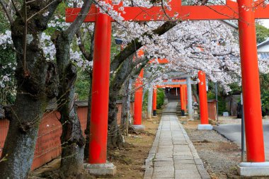 Bahar Japon Torii Kapısı