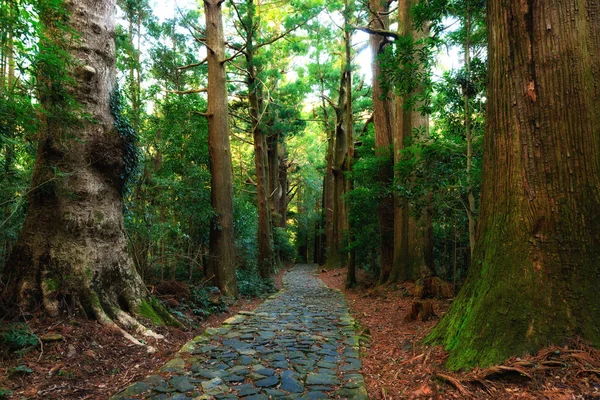 Jätte japonica Cypress skog — Stockfoto
