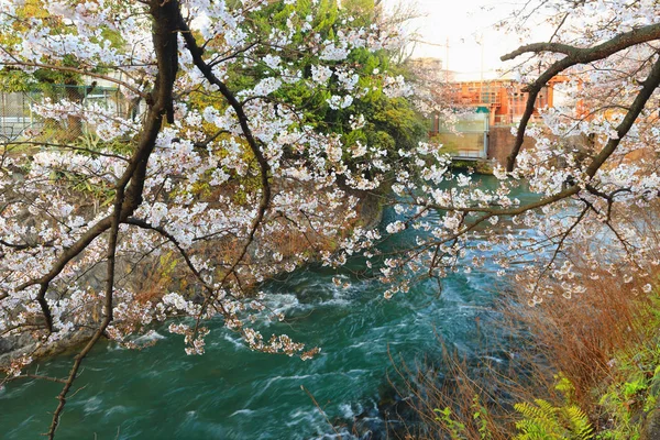 Japanska flodbank på våren — Stockfoto