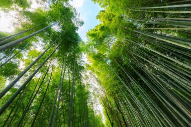 Japon bambu ormanı