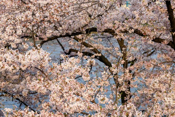 Japanese pink sakura blossom — Stock Photo, Image