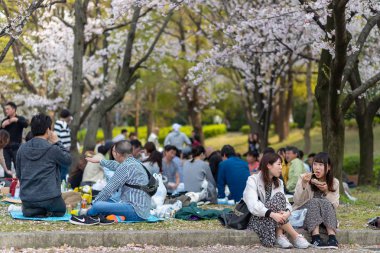 Japonya'da Kiraz ağaçlarının altında piknik