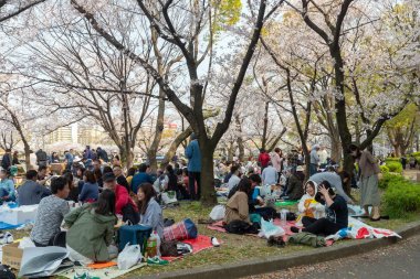 Japonya'da Kiraz ağaçlarının altında piknik