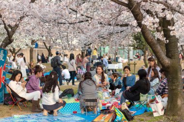 Japonya'da Kiraz ağaçlarının altında piknik