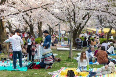 Japonya'da Kiraz ağaçlarının altında piknik