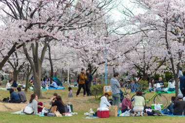 Japonya'da Kiraz ağaçlarının altında piknik