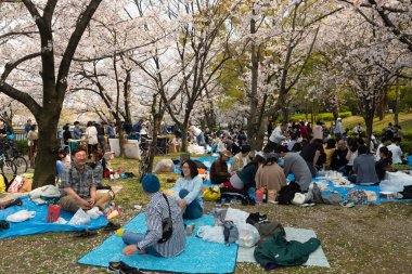 Japonya'da Kiraz ağaçlarının altında piknik