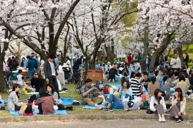 Japonya'da Kiraz ağaçlarının altında piknik