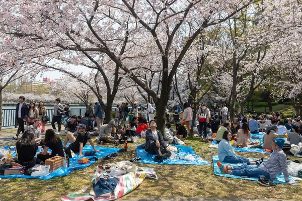 Picnic sotto i Ciliegi in Giappone — Foto Stock