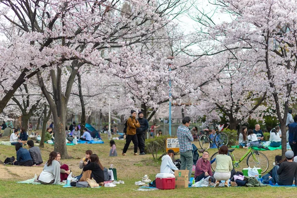 Picnic sotto i Ciliegi in Giappone — Foto Stock