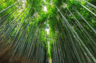 Japon bambu ormanı