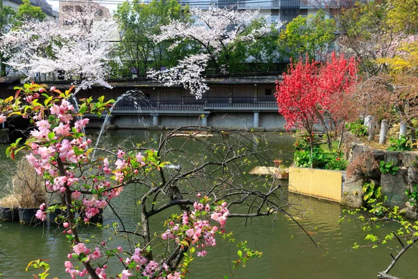 Livfulla persikoträd blommor — Stockfoto