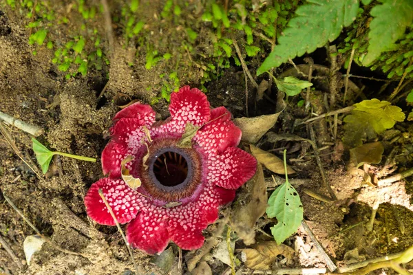 Sapria Himalayana flowers in jungle — Stock Photo, Image