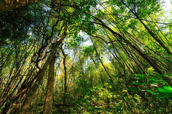 Forêt jungle sauvage — Photo