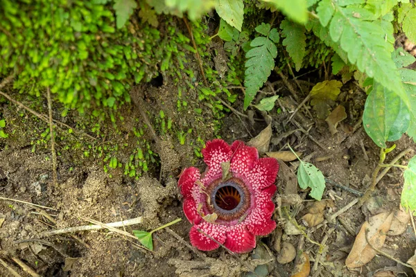 Ormanda Sapria Himalaya çiçekleri — Stok fotoğraf