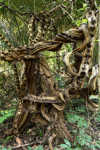 Lianas retorcidas en la selva tropical —  Fotos de Stock