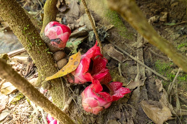 Sapria Himalayana flores en la selva —  Fotos de Stock