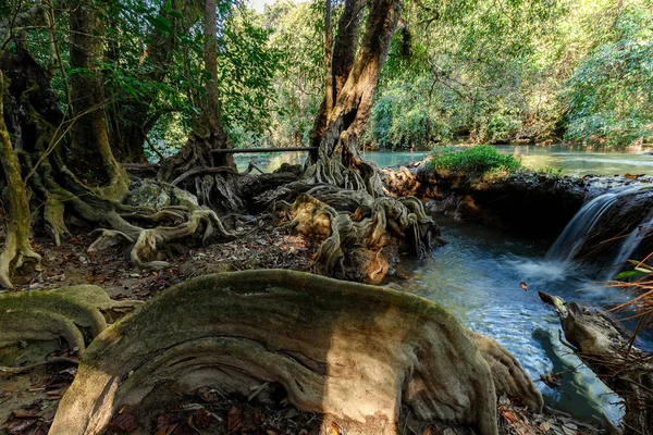 Orilla del río tropical — Foto de Stock
