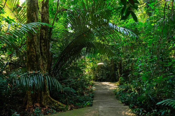 Camino bajo un bosque lluvioso — Foto de Stock