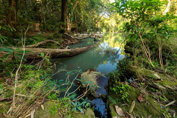 Tropical swamp — Stock Photo, Image