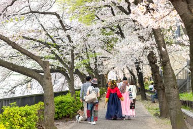 Japonya'da Kiraz ağaçlarının altında yürüyüş