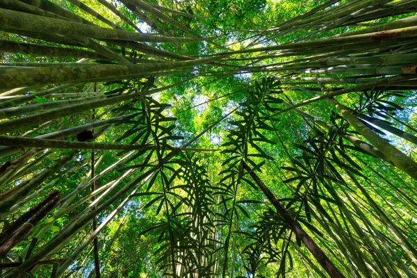 Üppiger Bambusbaumwald — Stockfoto
